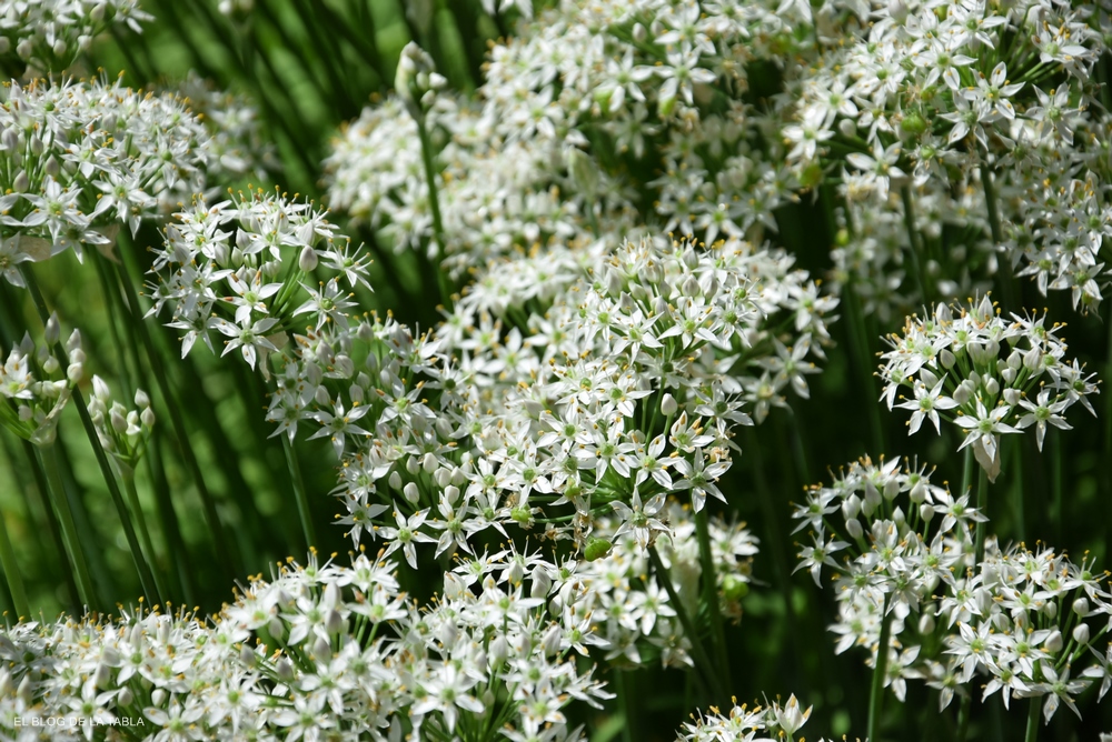 Allium tuberosum (cebollino chino) floreciendo en septiembre