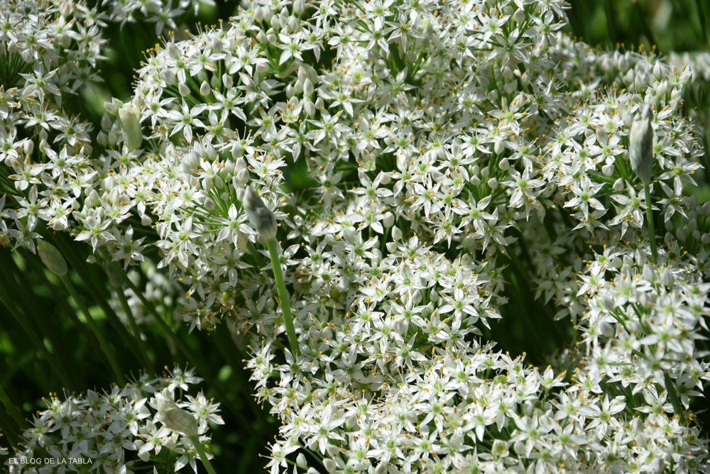 Allium tuberosum (cebollino chino)