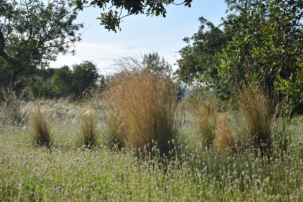 Hyparrhenia hirta (cerrillo), una gramínea ibérica para jardinería de bajo mantenimiento y jardines sin riego