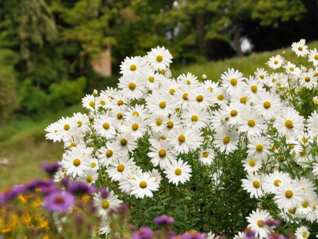 Jardín de plantas vivaces en Mainau. Leucanthemella serotina 'Herbststern'