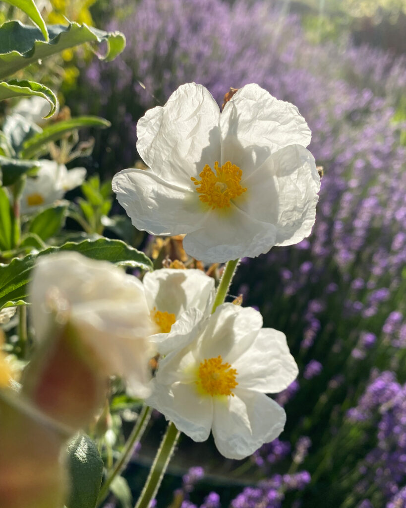 Cistus laurifolius