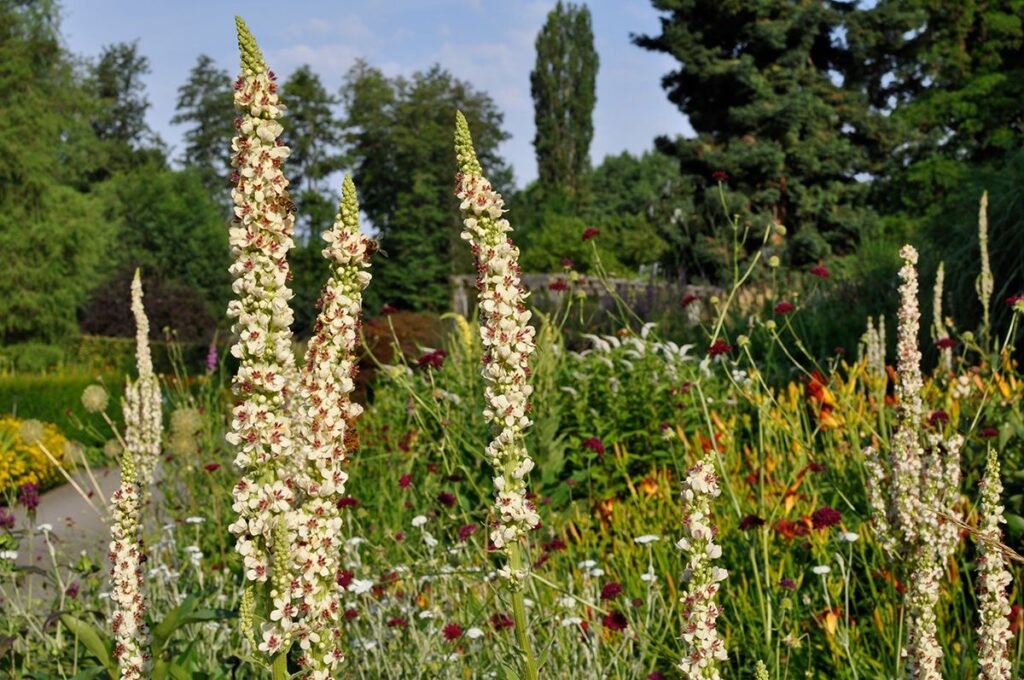 Verbascum chaixii 'Album', Hemerocallis, Lysimachia clethroides y Knautia macedonica