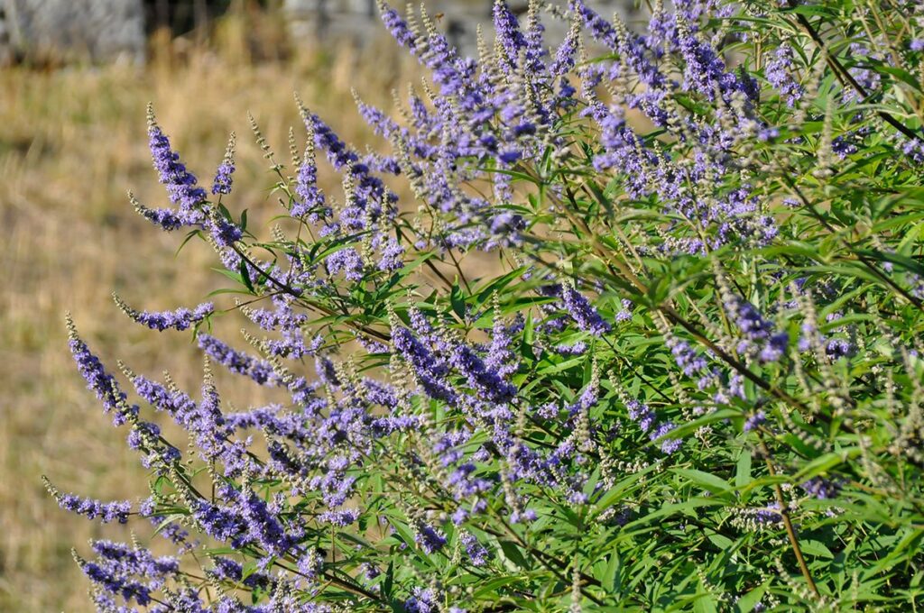 Vitex agnus castus (Zausgatillo)