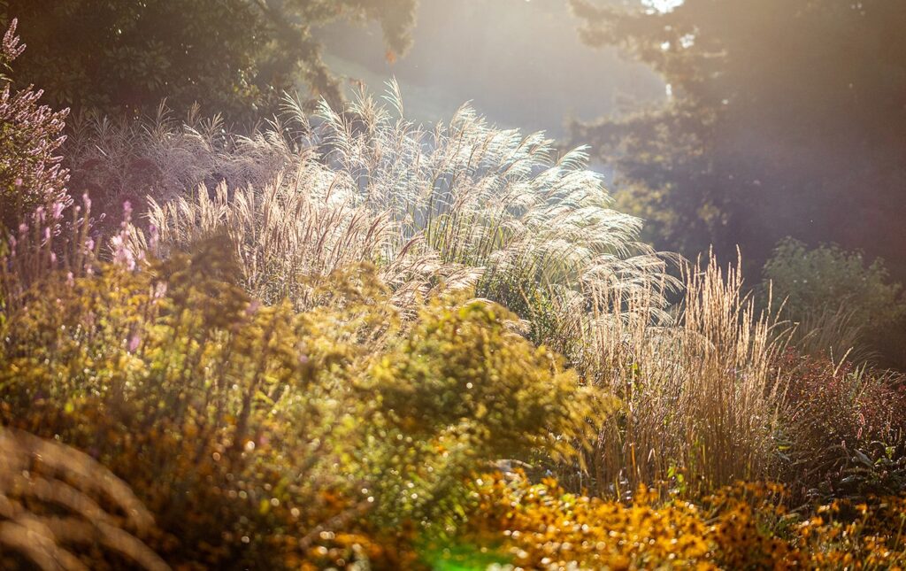 Gramíneas ornamentales en el jardín de plantas vivaces de Mainau en otoño. Miscanthus sinensis y Calamagrostis 'Karl Foerster'