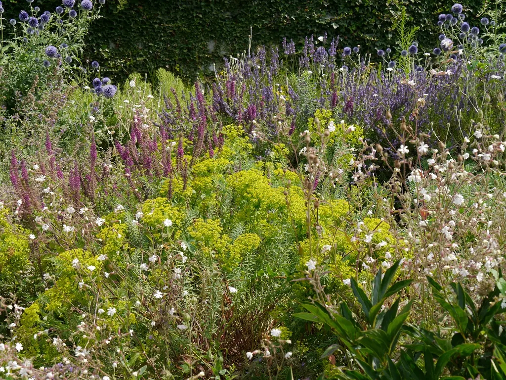 Jardín de plantas vivaces en Mainau. Echinops ritro 'Veitch's Blue', Lythrum 'Firecandle', Euphorbia seguieriana y subsp.niciciana, Lychnis coronaria “Alba”