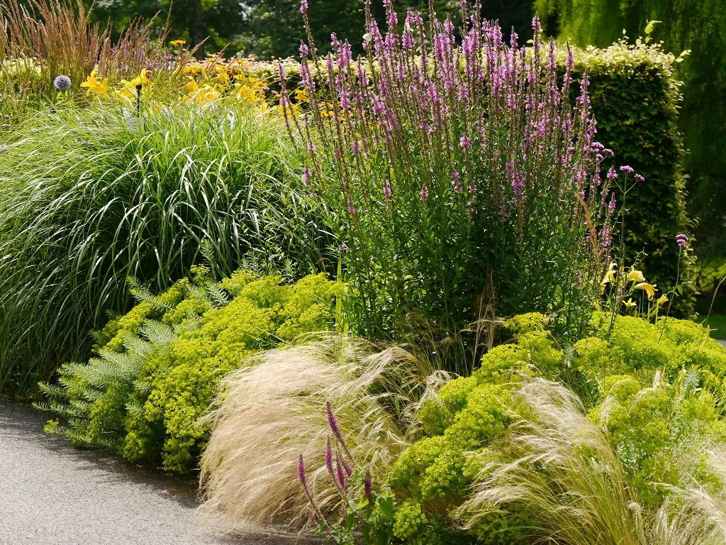 Jardín de vivaces Lythrum 'Firecandle', Nassella tenuissima, Euphorbia seguieriana subsp. niciciana, Hakonechloa macra 'Aureola'