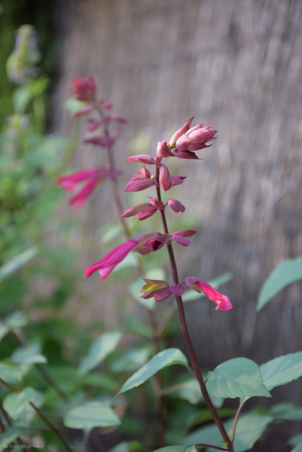 Salvia ‘Love and Wishes’, una salvia de porte erguido, con prolongada y profusa floración en tonos color púrpura rojizo y burdeos, 