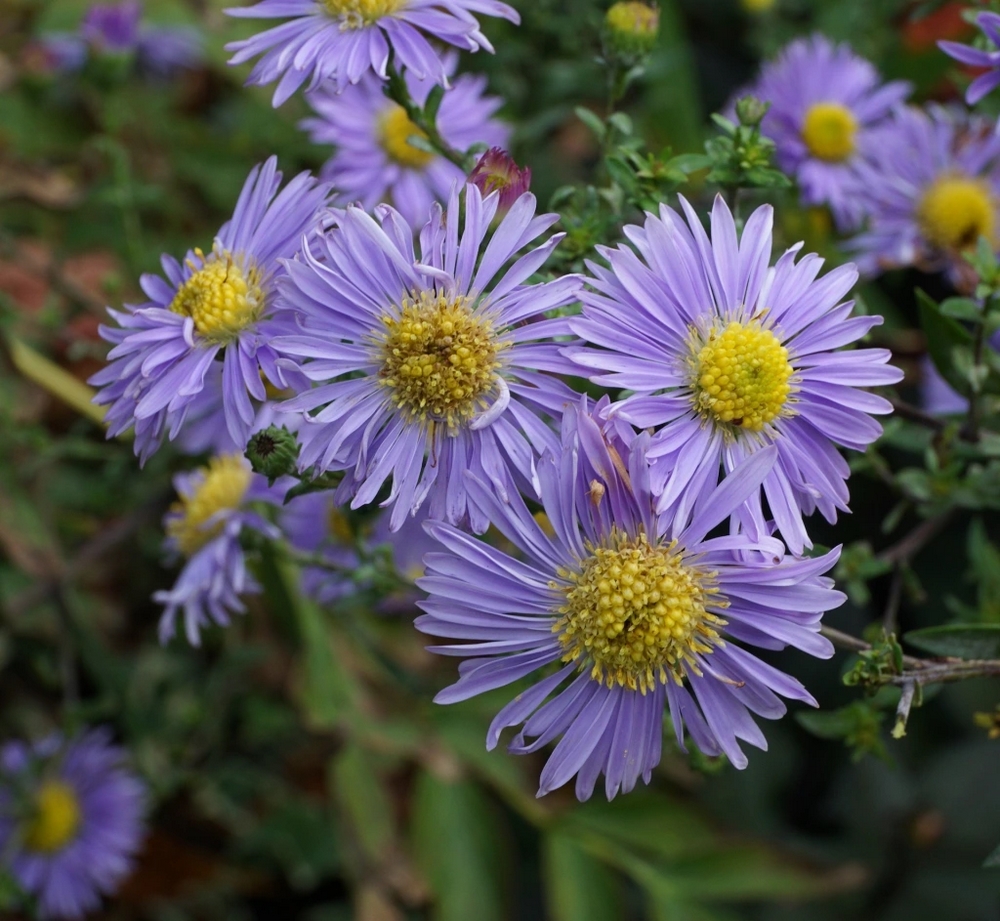 Flores azules de Aster Symphyotrichum novi-belgii ‘Climax’