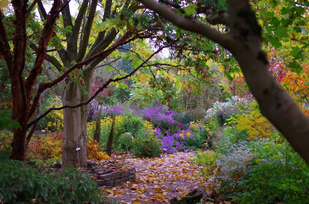 Jardín de ásteres (Aster y Symphyotrichum) en The Picton Garden