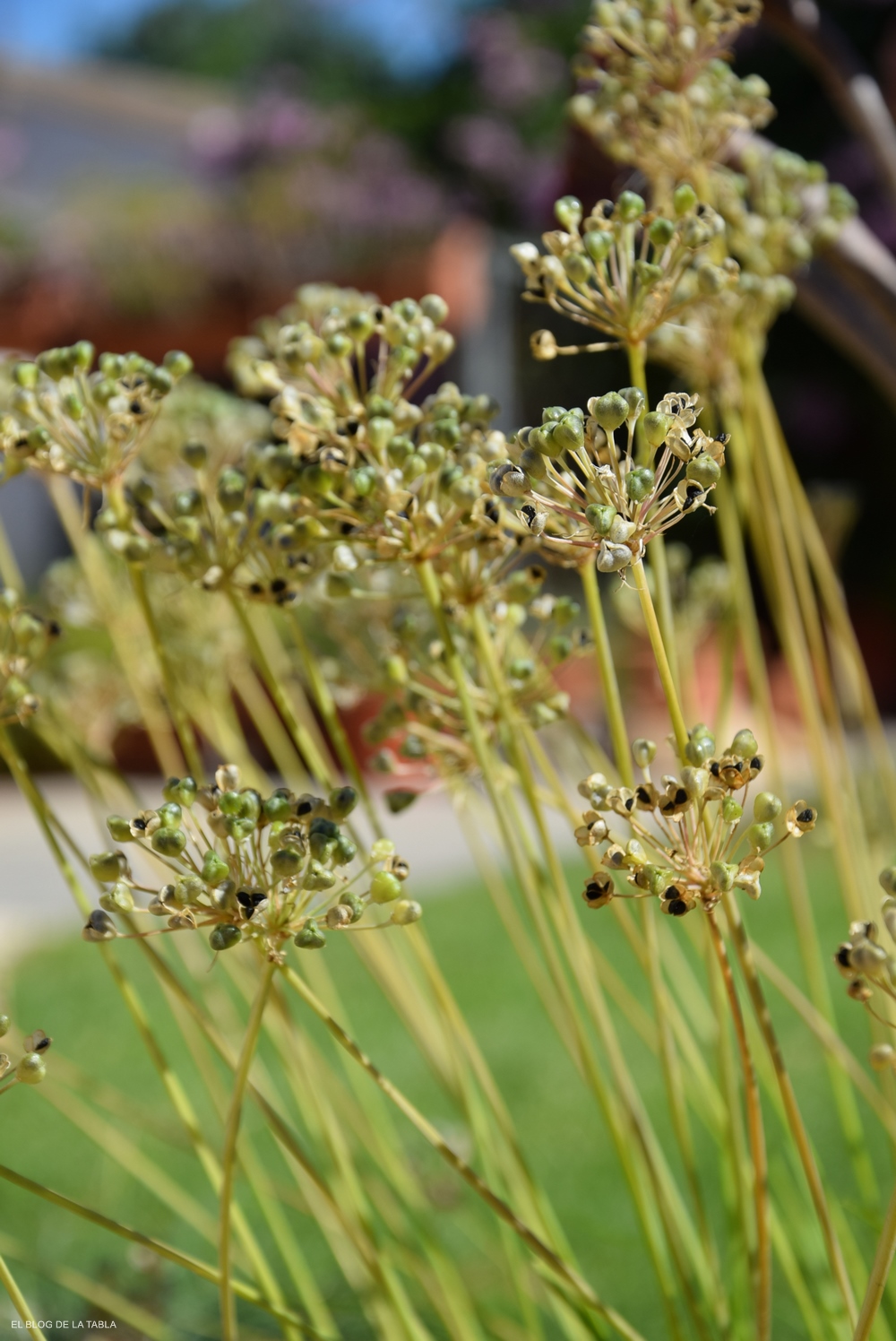 Allium tuberosum (cebollino chino) Cabezas de semillas de en octubre