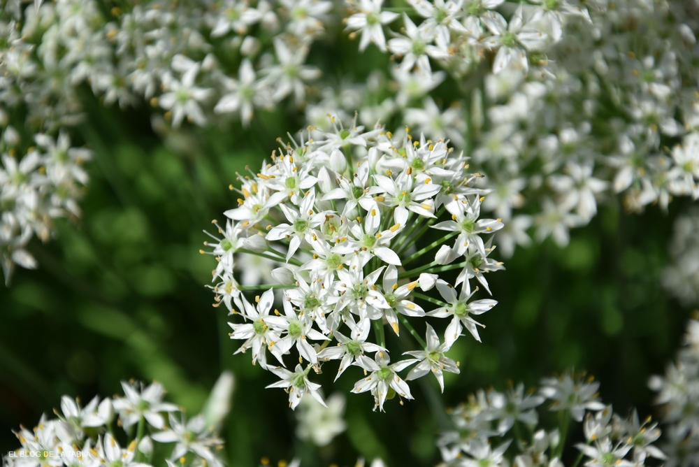 Allium tuberosum (cebollino chino) Inflorescencias en umbela de formadas por flores blancas estrelladas de color blanco con suave fragancia 