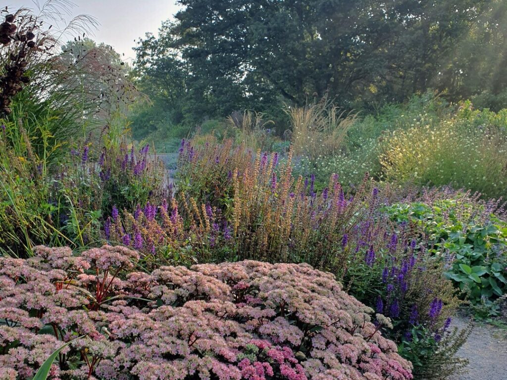 Reservoir Garden en los jardines de Beth Chatto Gardens Hylotelephium 'Matrona' y Salvia nemorosa 