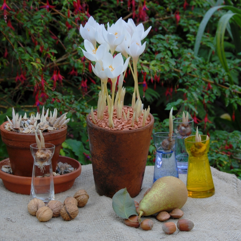 Cultivo en maceta de Crocus speciosus ‘Albus’, con flores de color blanco puro en otoño