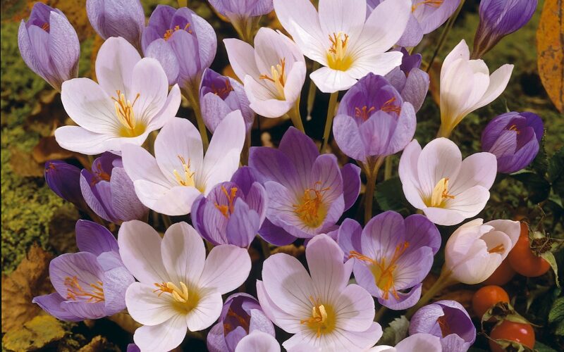 Crocus speciosus variedades de jardín