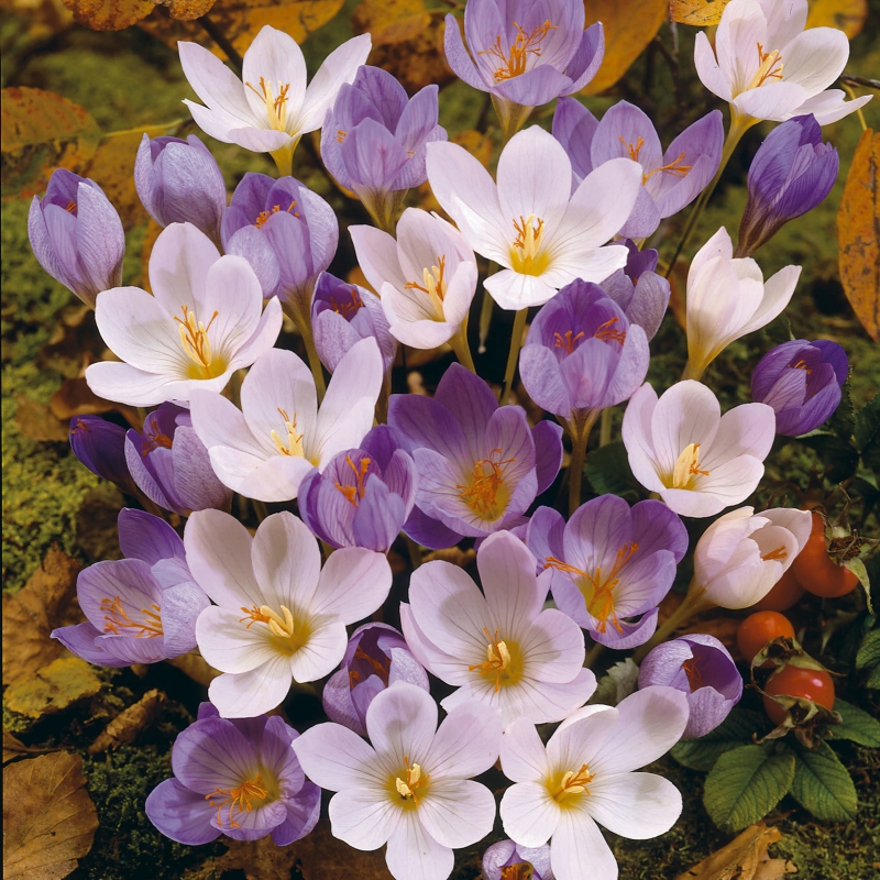 Crocus speciosus, variedades hortícolas de jardín de planta bulbosa con flores en otoño; una especie de Crocus (también llamado azafran) 