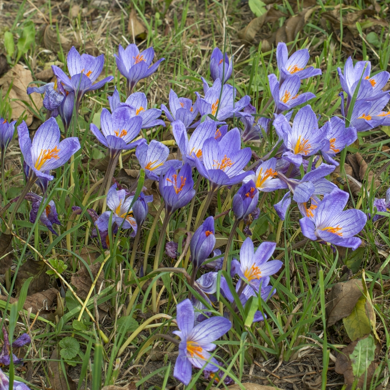 Flores en otoño de Crocus speciosus