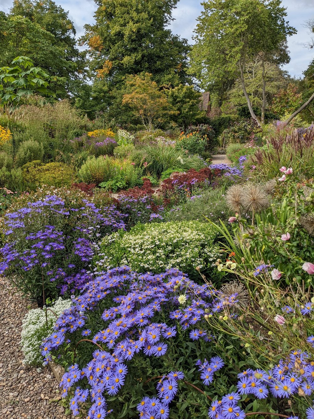 Jardín de ásteres de otoño (Aster y Symphyotrichum) combinado con vivaces y arbustos en The Picton Garden, Herefordshire, Inglaterra | © Old Court Nurseries
