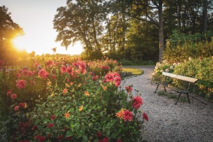 Jardín de dalias en el Castillo de Keukenhof, Países Bajos