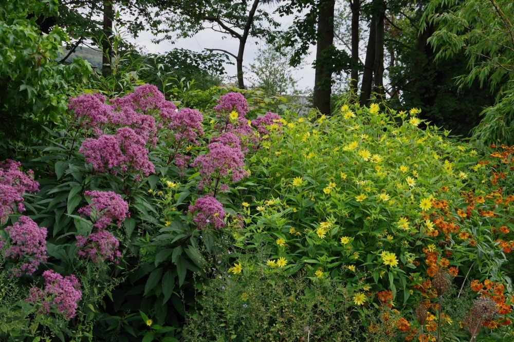 Eupatorium maculatum Atropurpureum Group, Helianthus 'Lemon Queen' and Helenium 'Chipperfield Orange'