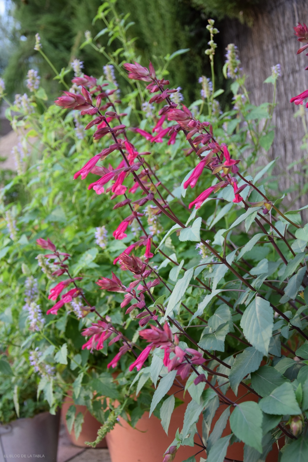 Salvia ‘Love and Wishes’, una salvia de porte erguido, con prolongada y profusa floración en tonos color púrpura rojizo y burdeos, 