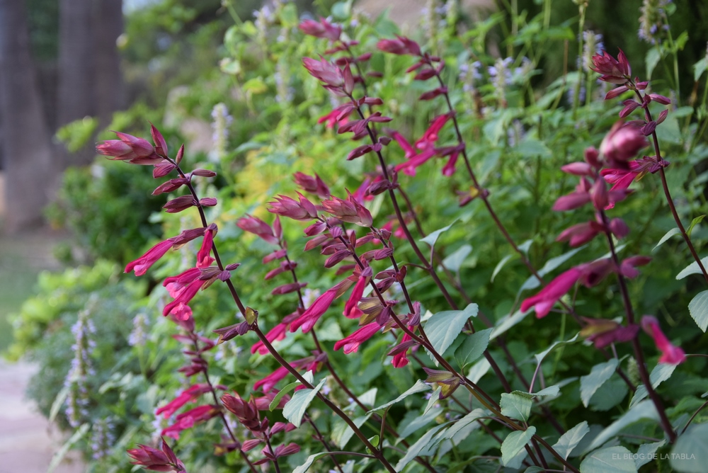 Salvia ‘Love and Wishes’, una salvia de porte erguido, con prolongada y profusa floración en tonos color púrpura rojizo y burdeos, 