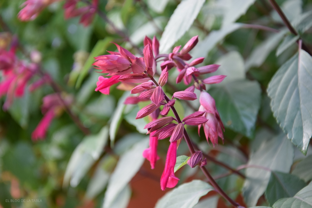 Salvia ‘Love and Wishes’, una salvia de porte erguido, con prolongada y profusa floración en tonos color púrpura rojizo y burdeos, 