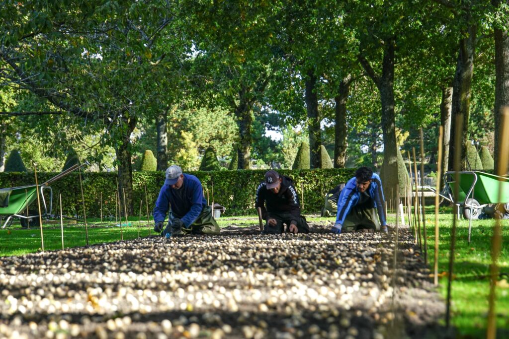 Jardineros plantando bulbos de flor de primavera e Keukenhof para la temporada 2023 