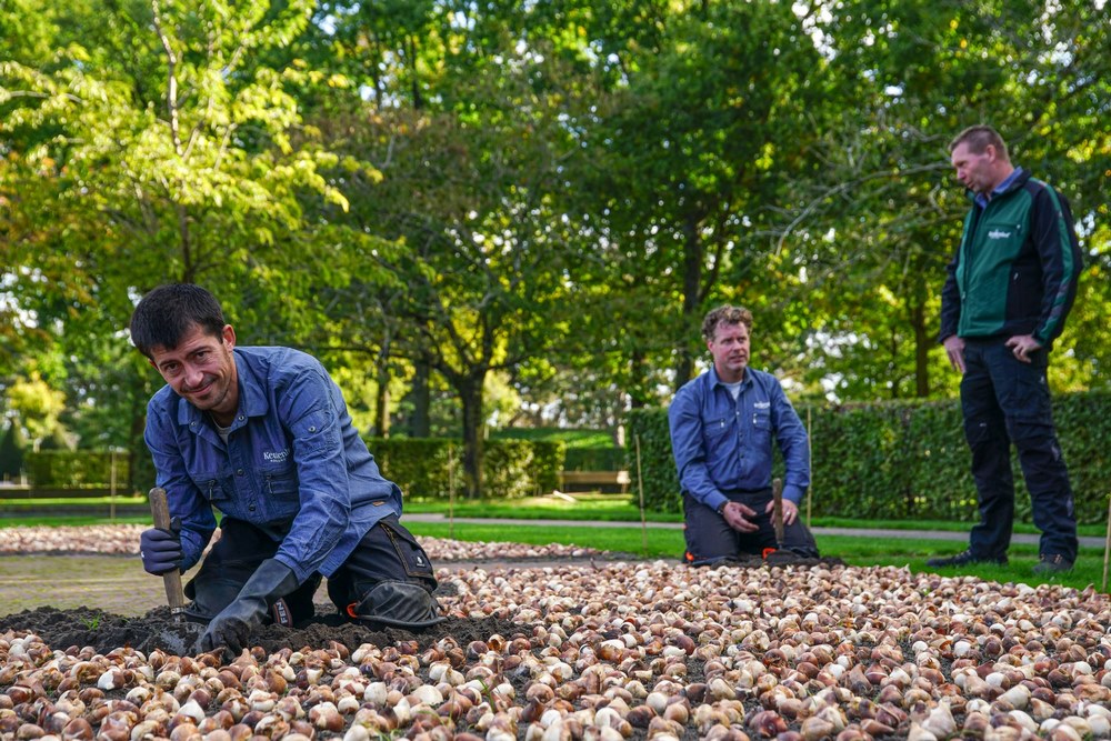 Jardineros plantando bulbos de flor de primavera e Keukenhof para la temporada 2023 