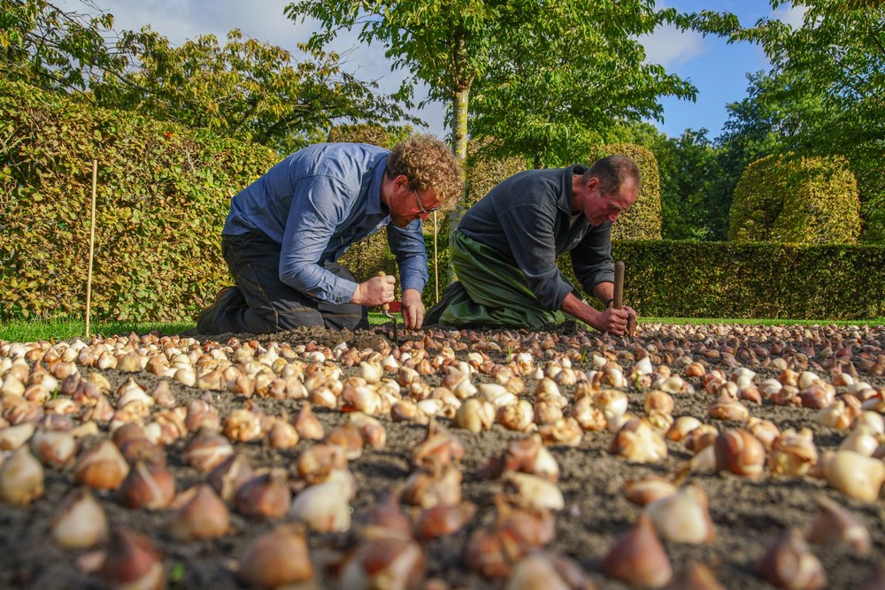 Jardineros plantando bulbos de flor de primavera en Keukenhof para la temporada 2023 