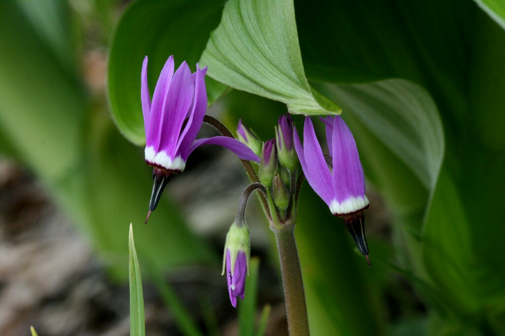 Dodecatheon jeffreyi