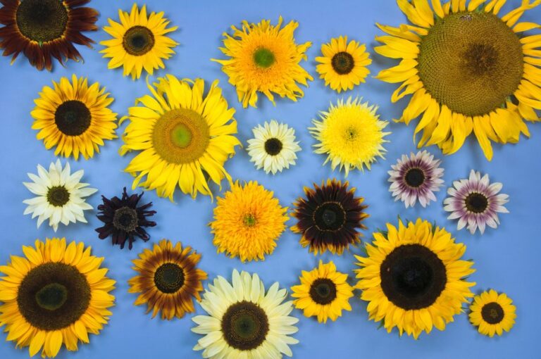 British Wild Plant: Helianthus annuus Sunflower