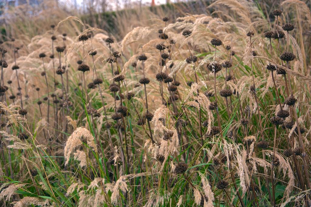 Inflorescencias de Achnatherum calamagrostis (sin. Stipa calamagrostis)