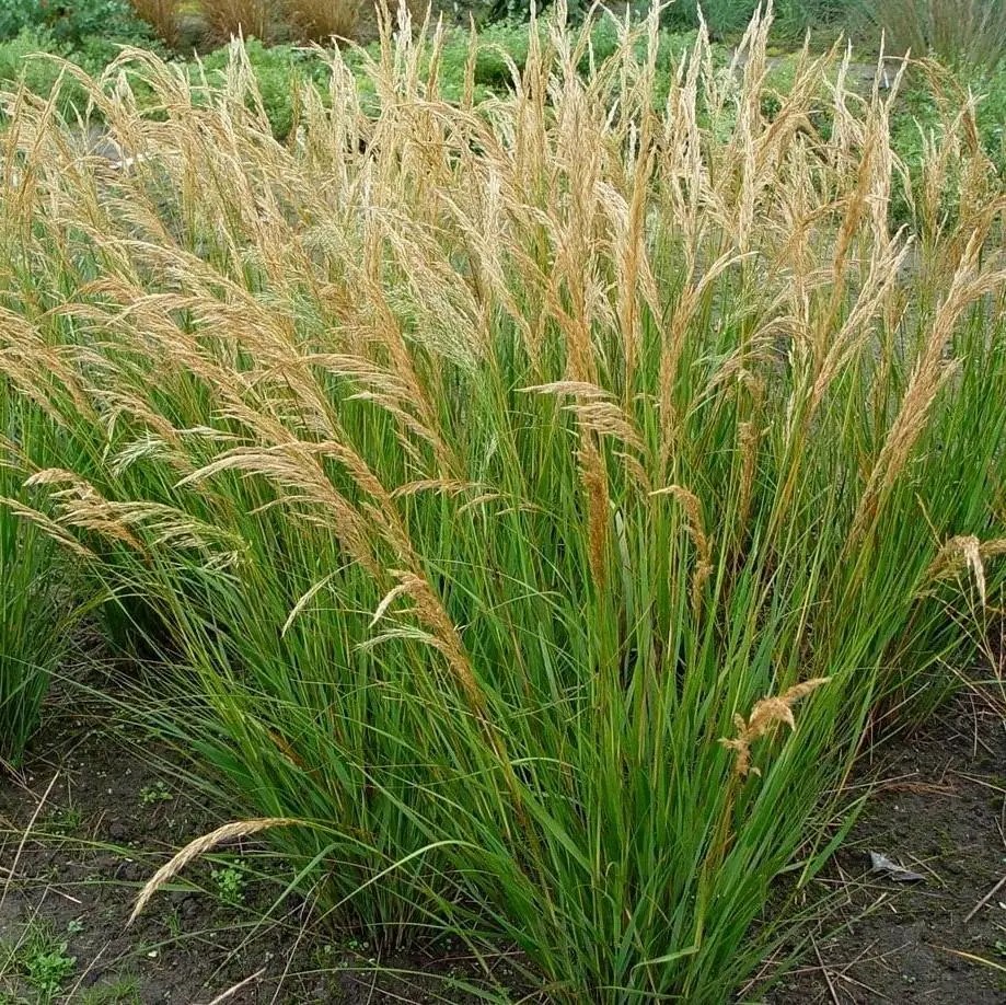 Inflorescencias de Achnatherum calamagrostis (sin. Stipa calamagrostis)