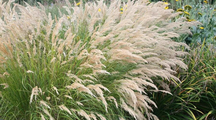 Achnatherum calamagrostis (sin. Stipa calamagrostis)