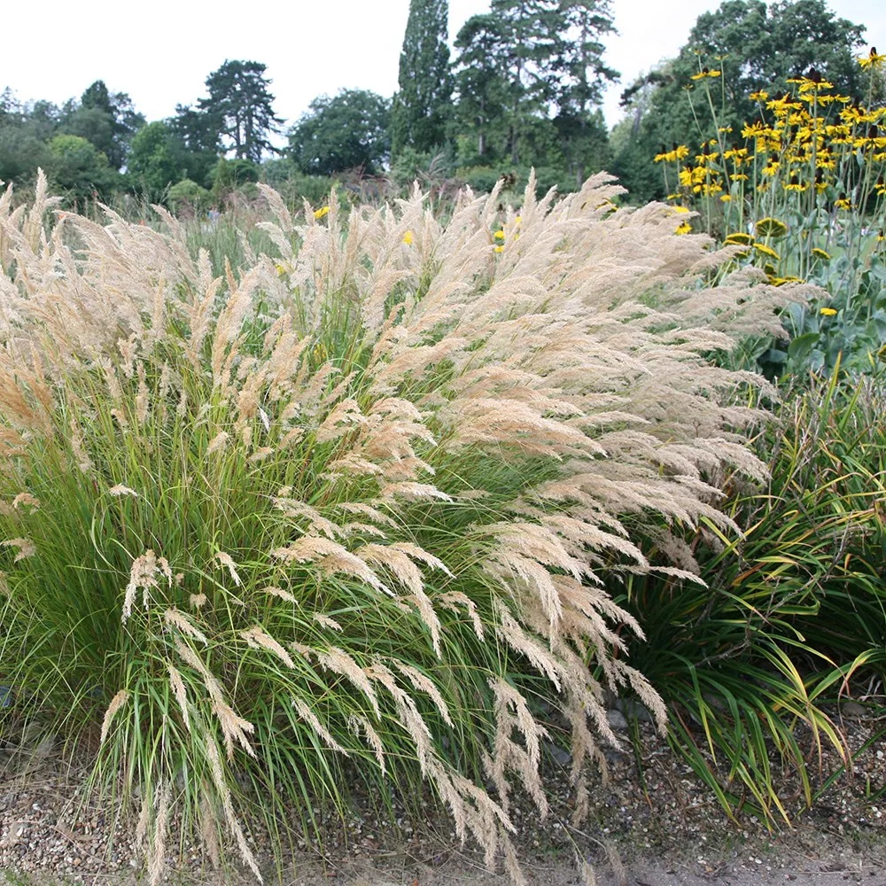 Inflorescencias de Achnatherum calamagrostis (sin. Stipa calamagrostis)