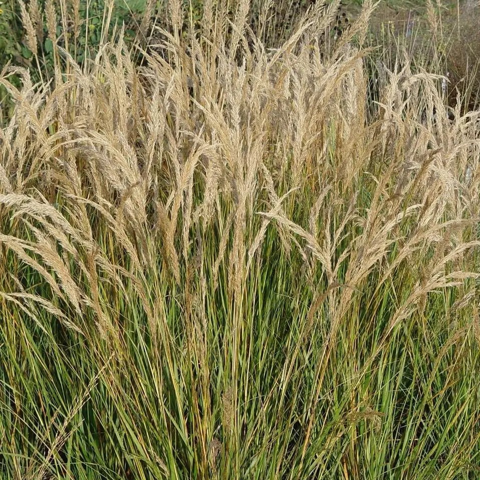 Achnatherum calamagrostis (sin. Stipa calamagrostis)