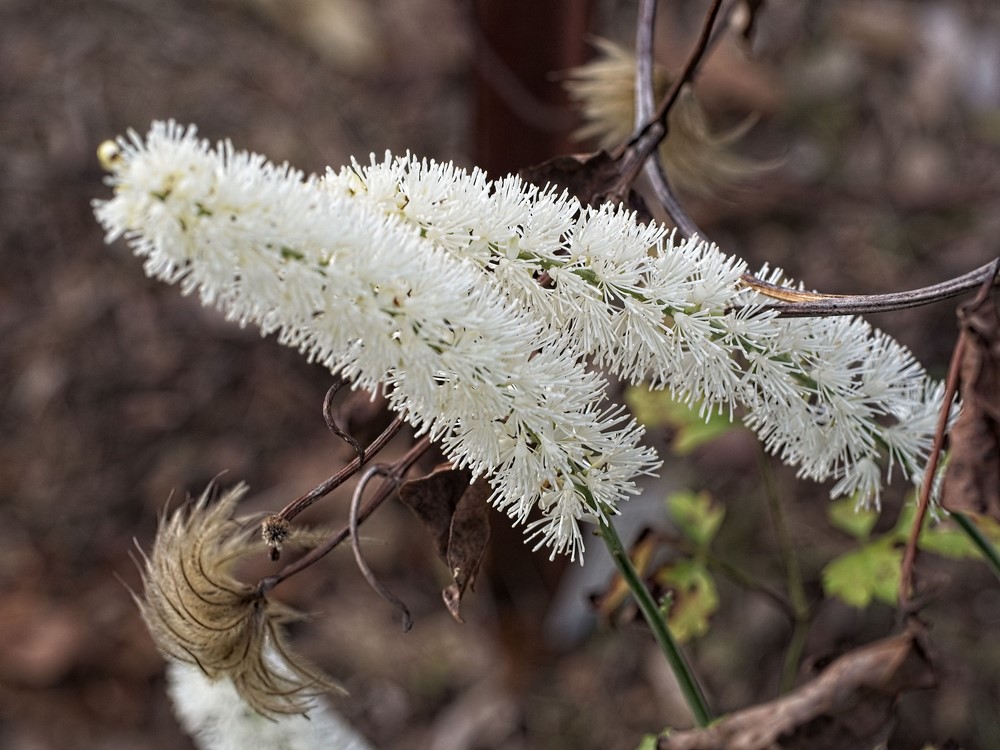 Actaea simplex var. matsumurae ‘White Pearl’ flores blancas en otoño