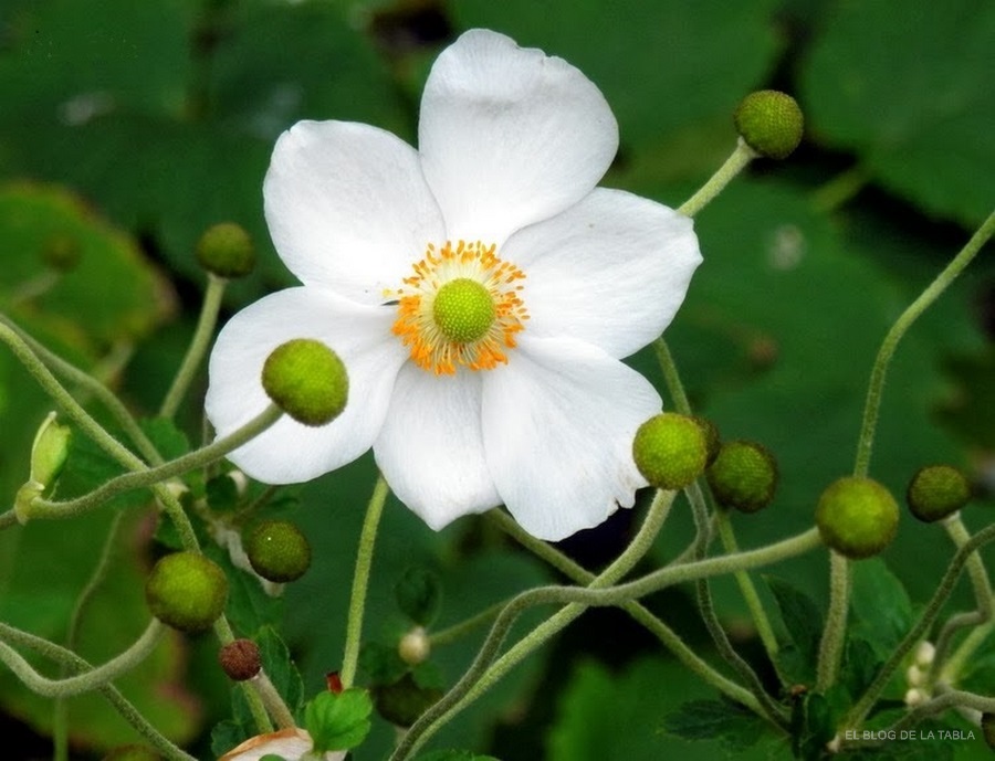Anemone x hybrida 'Honorine Jobert' Anemona japonesa flor blanca anemona japonica