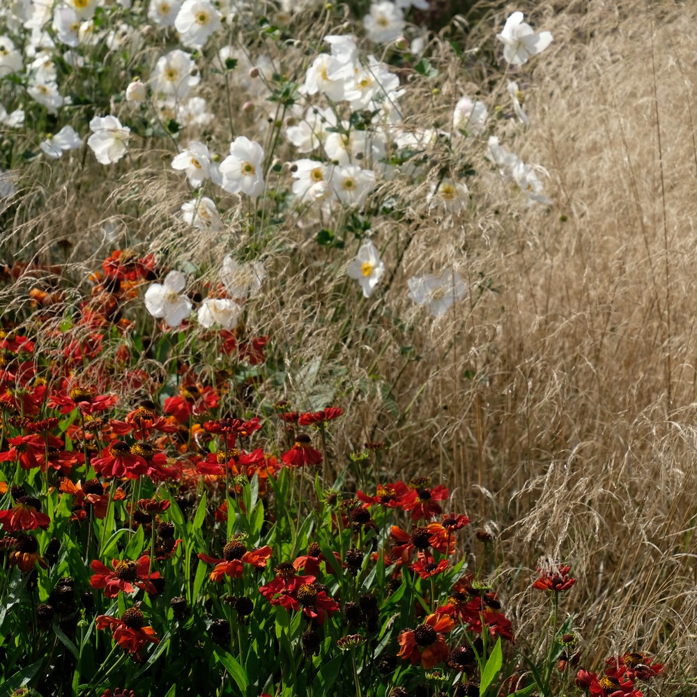 Anemone x hybrida y Helenium en el Oudolf Field, la pradera naturalista diseñada por Piet Oudolf en Hausser & Wirth Somerset 