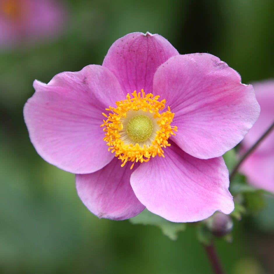 Anemone hupehensis 'Hadspen Abundance' flor rosa