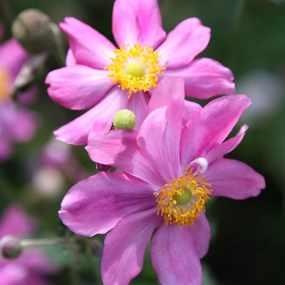 Anemone hupehensis var. japonica 'Prinz Heinrich' flor rosa