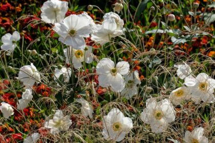 Anemone x hybrida 'Honorine Jovert'en-Hauser & Wirth Somerset