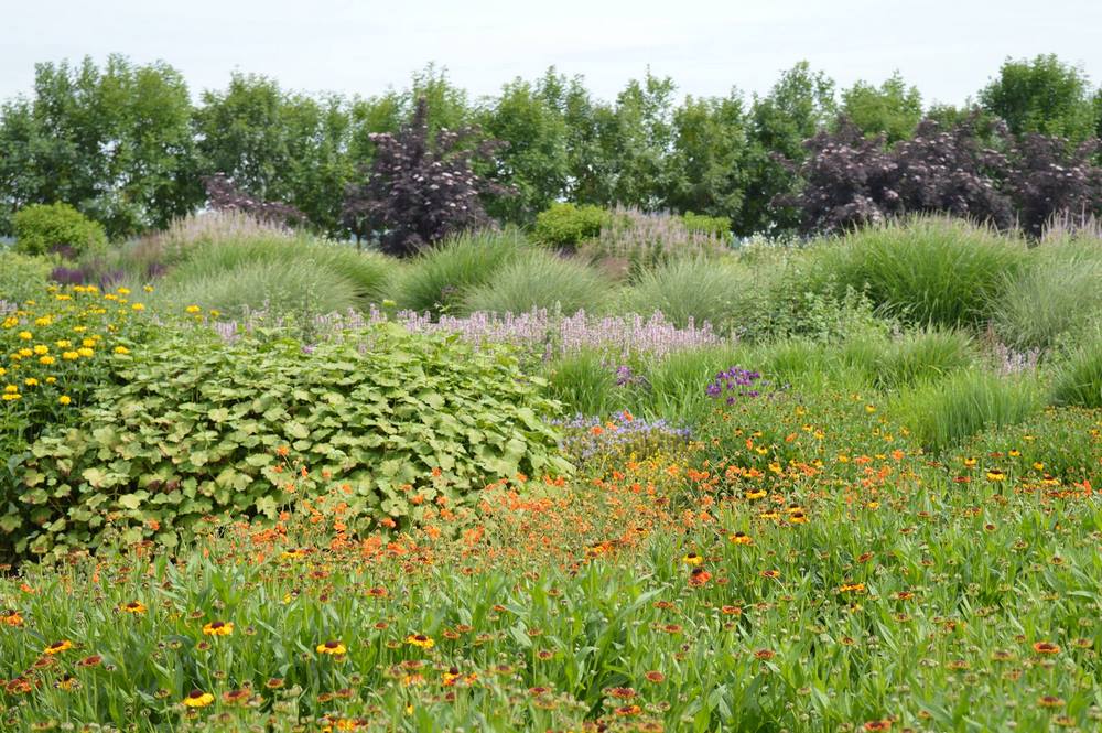 Jardín de muestra de plantas vivaces en Appeltern: diferentes borduras de herbáceas donde encontrar inspiración