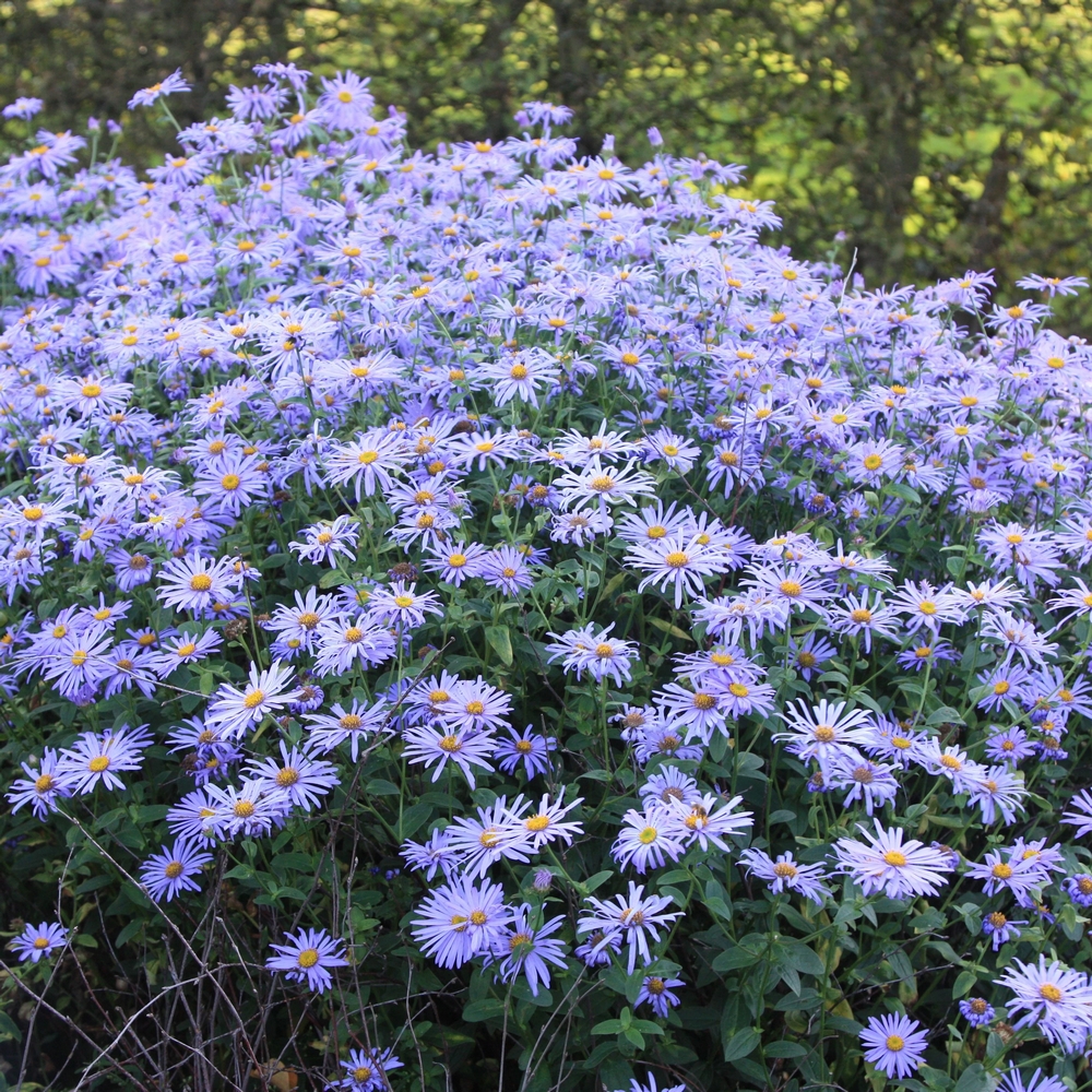 Aster × frikartii 'Mönch'  flores tipo margarita azules en otoño