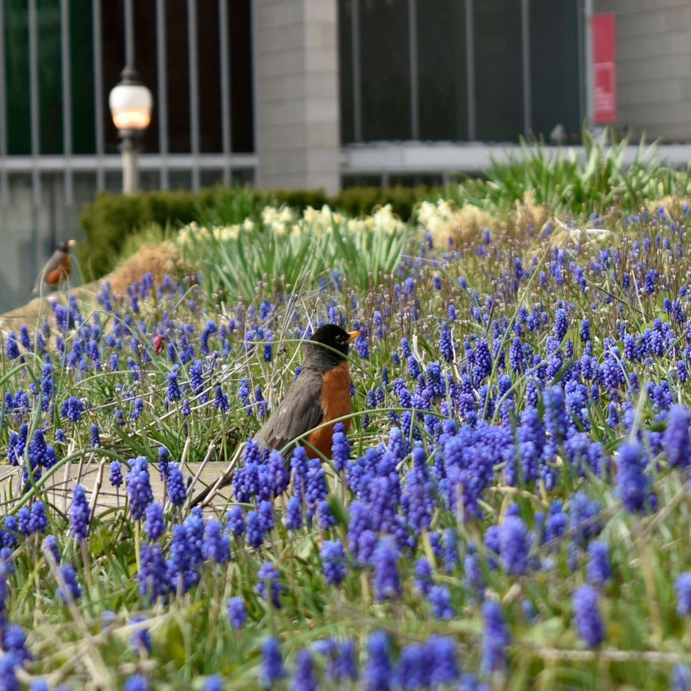 Flores azules de nazareno o jacinto de uva (Muscari) en Lurie Garden, Chicago