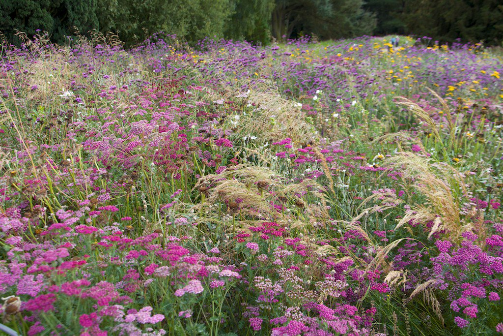 Deschampsia Gold Veil y Achnatherum calamagrostis (Stipa calamagrostis) en las plantaciones de pradera naturalistas en Trentham Gardens