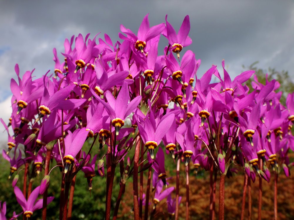 Dodecatheon pulchellum 'Red Wing'