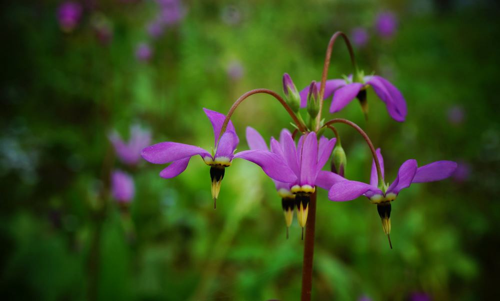 Dodecatheon meadia shooting star