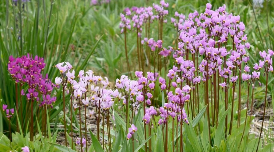 Dodecatheon meadia 'Aphrodite'