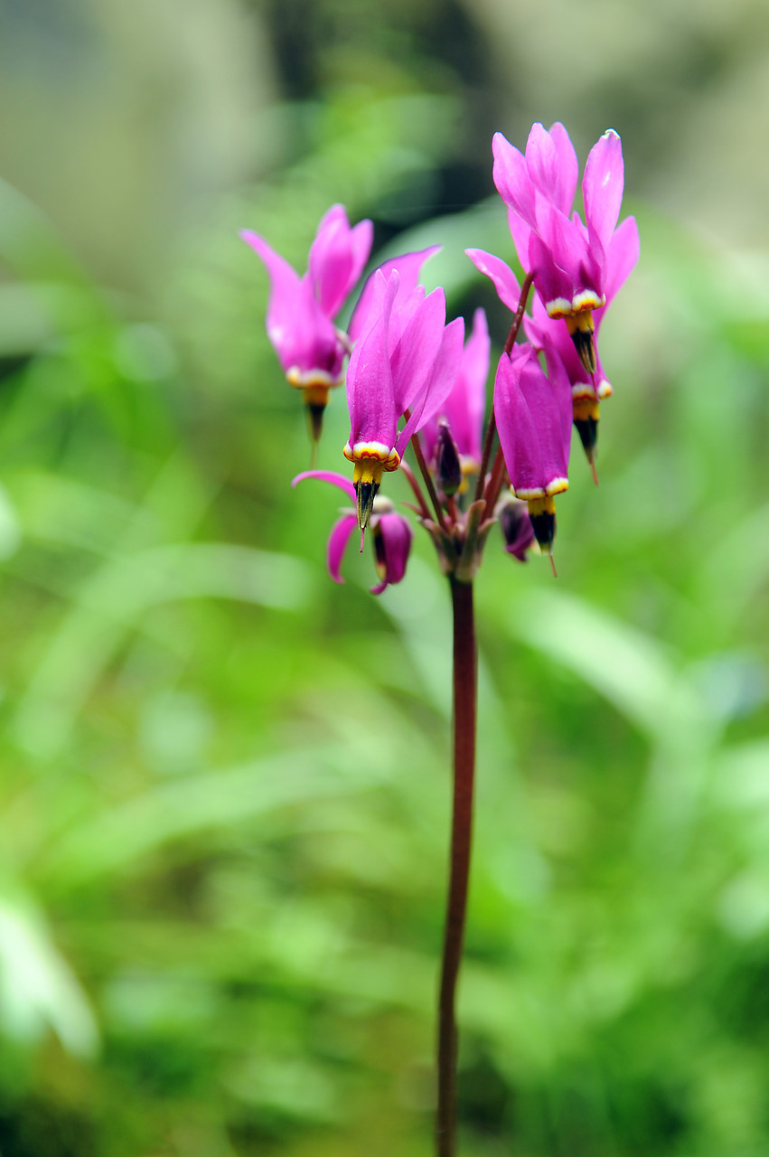 Dodecatheon meadia shooting star